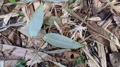 Smilax corbularia