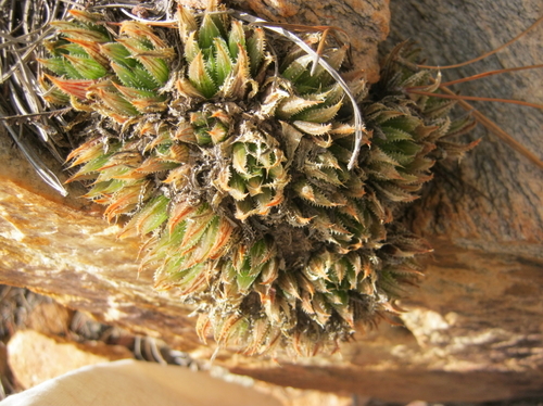 Haworthia outeniquensis
