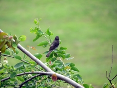 Sporophila nigricollis