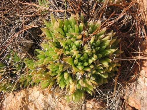 Haworthia outeniquensis