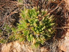 Haworthia outeniquensis
