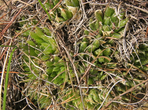 Haworthia outeniquensis