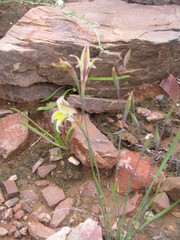 Gladiolus permeabilis permeabilis