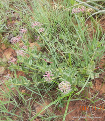 Xysmalobium parviflorum