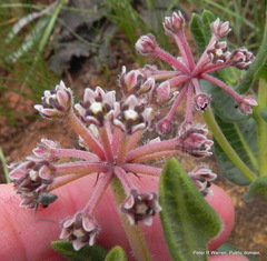 Xysmalobium parviflorum