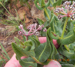 Xysmalobium parviflorum