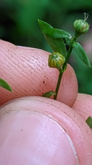 Linum virginianum