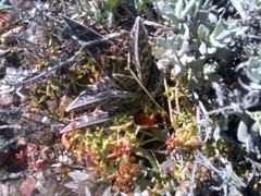 Gonialoe variegata