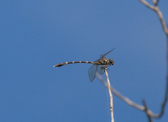 Phyllogomphoides stigmatus