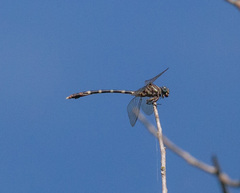 Phyllogomphoides stigmatus