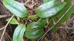 Smilax nantoensis