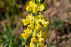 Lupinus luteolus