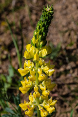 Lupinus luteolus