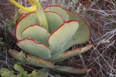 Cotyledon cuneata