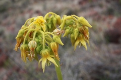 Cotyledon cuneata
