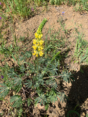Lupinus luteolus