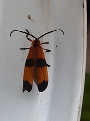 Calopteron reticulatum