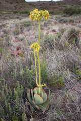 Cotyledon cuneata