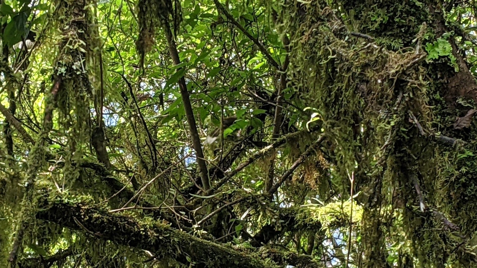 Rufous-crowned Laughingthrush
