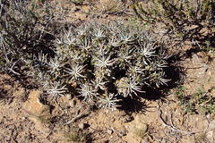 Euphorbia braunsii