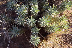 Euphorbia braunsii