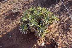 Euphorbia braunsii