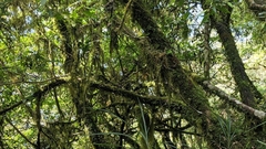 Pterorhinus ruficeps