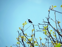 Anthracothorax nigricollis