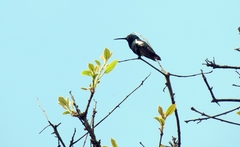 Anthracothorax nigricollis