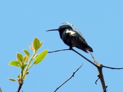 Anthracothorax nigricollis