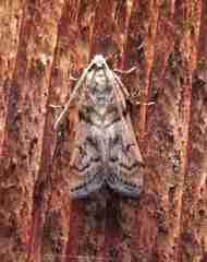 Promylea lunigerella