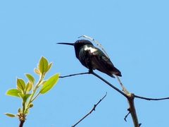 Anthracothorax nigricollis