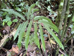 Adiantum pulverulentum