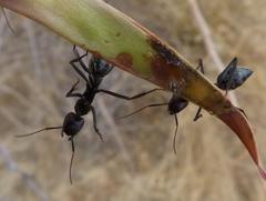 Camponotus niveosetosus
