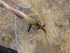 Camponotus niveosetosus