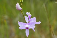 Calopogon tuberosus simpsonii