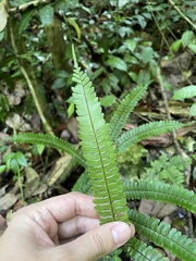 Adiantum pulverulentum