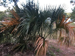 Sabal palmetto