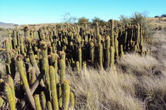 Trichocereus spachianus
