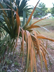 Sabal palmetto