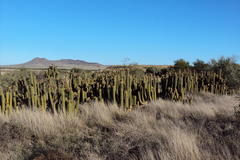 Trichocereus spachianus