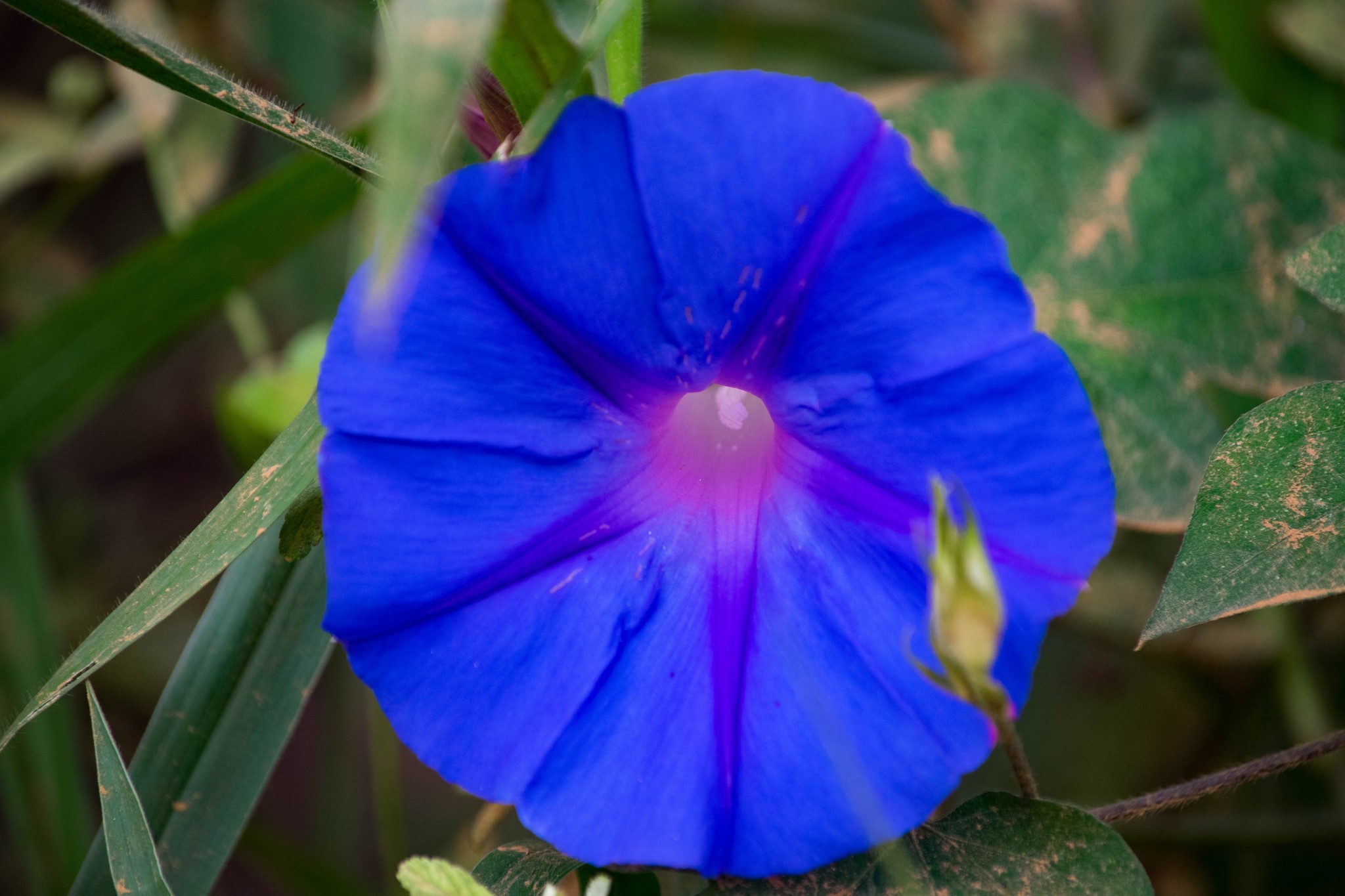 Ipomoea indica