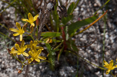 Eriospermum schlechteri