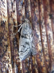 Promylea lunigerella