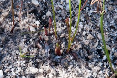 Eriospermum schlechteri