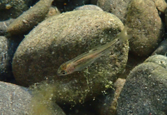 Ptychocheilus grandis