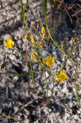 Eriospermum schlechteri