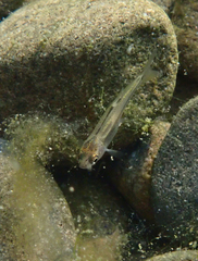 Ptychocheilus grandis