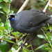 North Island Kōkako - Photo (c) David Cook, some rights reserved (CC BY-NC)