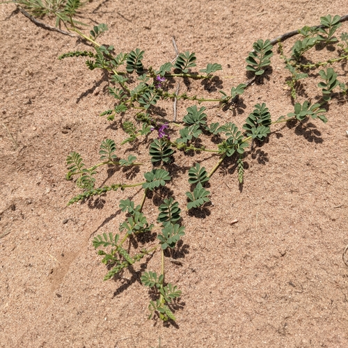 Image of Dalea lanata by (c) Dominic Gentilcore, some rights reserved (CC BY)